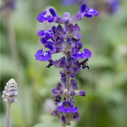 Šalvěj transylvanská Blue Spires - Salvia transylvanica - prodej semen - 12 ks