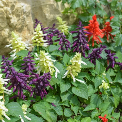 Šalvěj zářivá mix barev - Salvia splendens - prodej semen - 15 ks