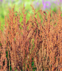 Šťovík kyselý - Rumex acetosa - prodej semen - 25 ks