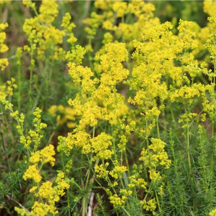 Svízel syřišťový - Galium verum - prodej semen - 250 ks