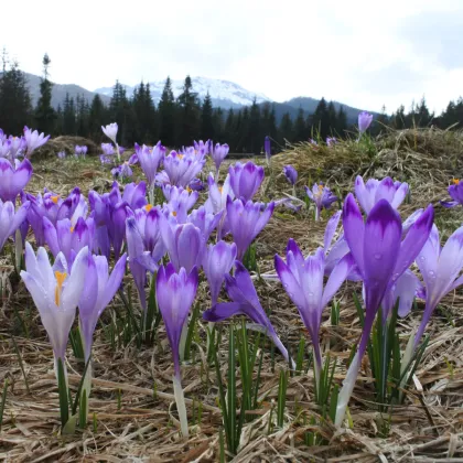 Krokus Grand Maitre - Crocus - prodej cibulovin - 3 ks