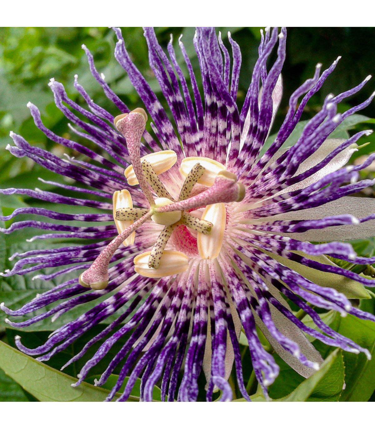 Mučenka maliformis - Passiflora maliformis - prodej semen - 4 ks