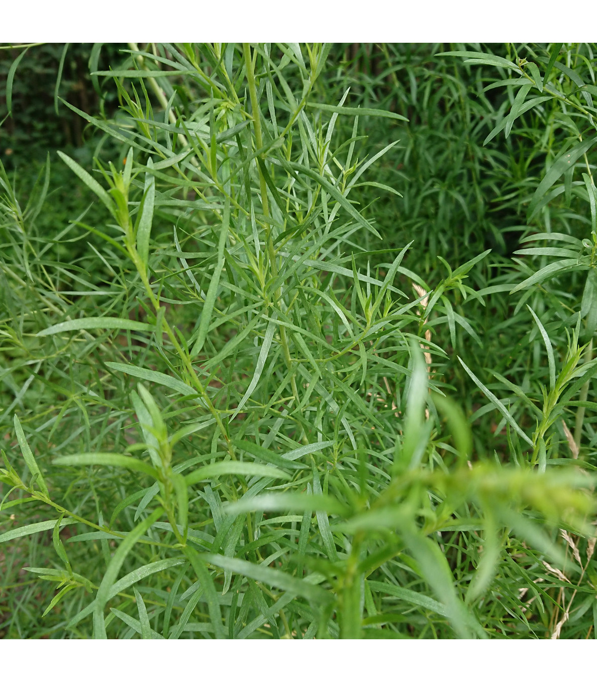 Pelyněk kozalec Estragon - Artemisia dracunculus - prodej semen - 0,1 g