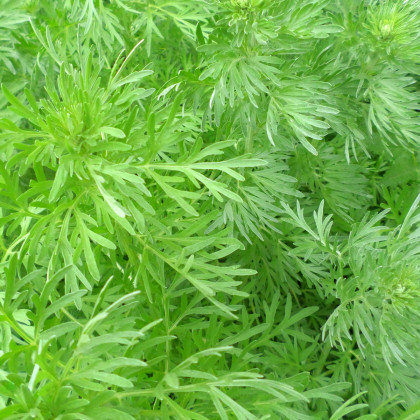 Pelyněk roční - Artemisia annua - prodej semen - 0,02 g
