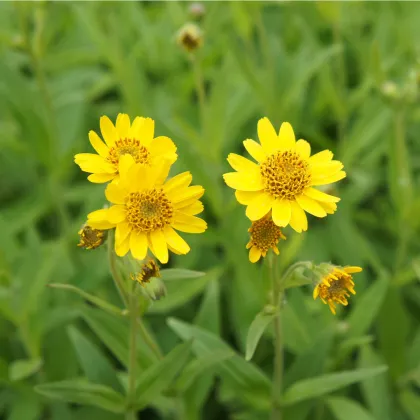 Prha léčivá - Arnica chamissonis - prodej semen - 13 ks