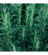 Rozmarýn lékařský - Rosmarinus officinalis - semena rozmarýnu - 50 ks
