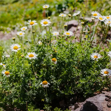 Rmen rolní - Anthemis arvensis - prodej semen - 0,2 g