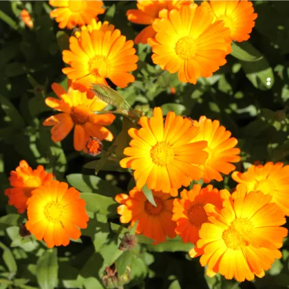 Měsíček lékařský Pacific Beauty - Calendula officinalis - prodej semen - 30 ks