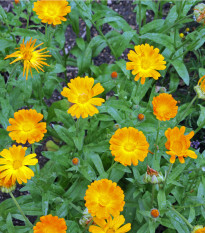 Měsíček lékařský - Calendula officinalis - prodej semen - 30 ks