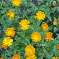 Měsíček lékařský - Calendula officinalis - prodej semen - 30 ks