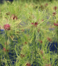 Česnek okrasný vláskatý - Allium hair - prodej cibulovin - 3 ks