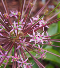 Česnek Schubertii - Allium - prodej cibulovin - 3 ks