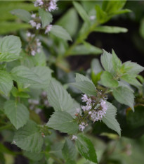 Máta klasnatá - Mentha viridis - prodej semen - 25 ks