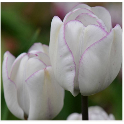 Tulipán Shirley - Tulipa - cibuloviny - 3 ks
