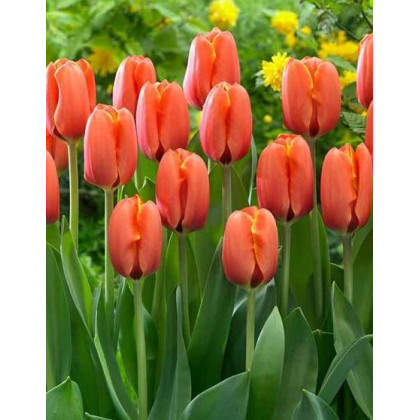 Tulipán Darwiorange - Tulipa darwiorange - cibuloviny - 3 ks