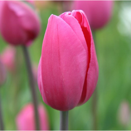Tulipán Don Quichotte - Tulipa - prodej cibulovin - 3 ks