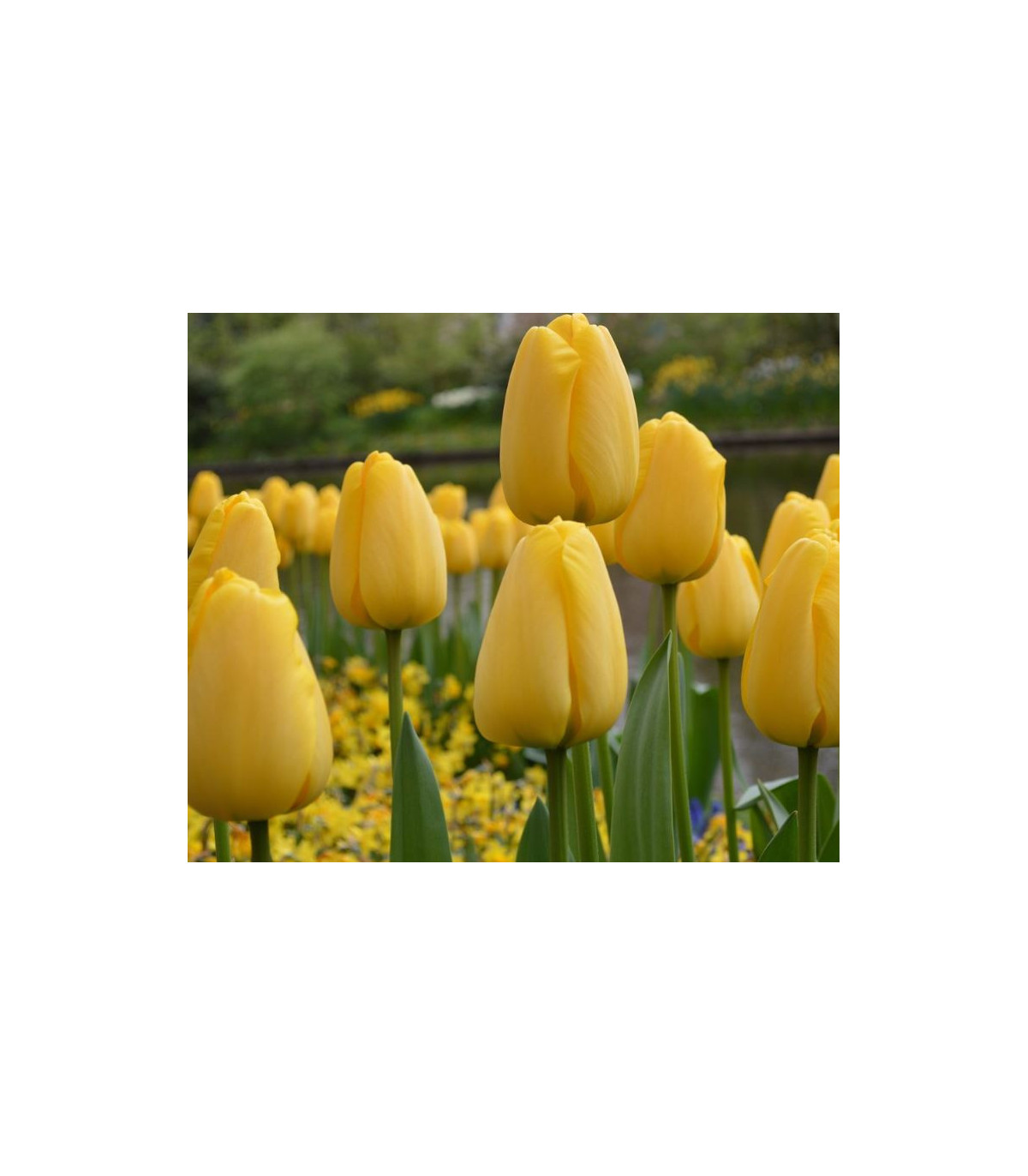 Tulipán Candela - holanské tulipýny - cibuloviny - 3 ks