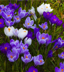 Krokusy směs barev - Crocus - prodej cibulovin - 24 ks