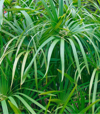 Papyrus střídavolistý - Cyperus alternifolius - prodej semen - 15 ks