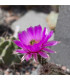 Kaktus - Echinocereus reichenbachii - prodej semen - 8 ks