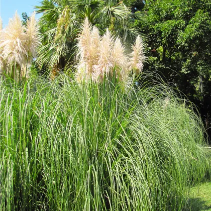 Pampas stříbrný - Cortaderia selloana - prodej semen - 10 ks