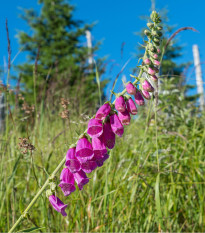 Náprstník vlnatý - Digitalis lanata - prodej semen - 5 ks