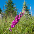 Náprstník vlnatý - Digitalis lanata - prodej semen - 5 ks