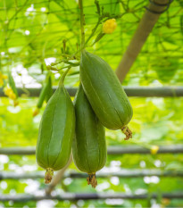 Lufa válcovitá - Luffa cylindrica - prodej semen - 8 ks