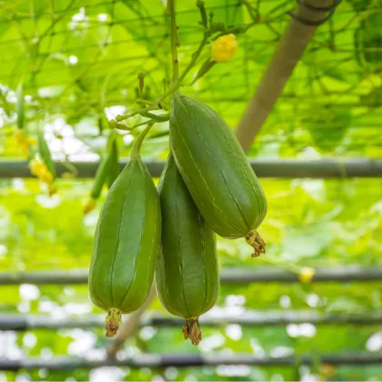 Lufa válcovitá - Luffa cylindrica - prodej semen - 8 ks