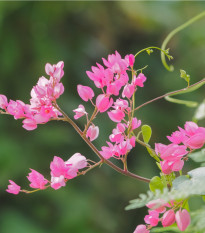 Antigonon mexický - Antigonon Leptopus - prodej semen - 4 ks