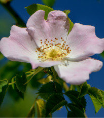 Růže šípková - Rosa canina - prodej semen - 5 ks