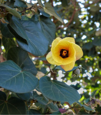 Ibišek lípovitý - Hibiscus tiliaceus - prodej semen - 10 ks