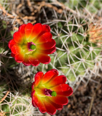 Kaktus - Echinocereus triglochidiatus - prodej semen - 8 ks