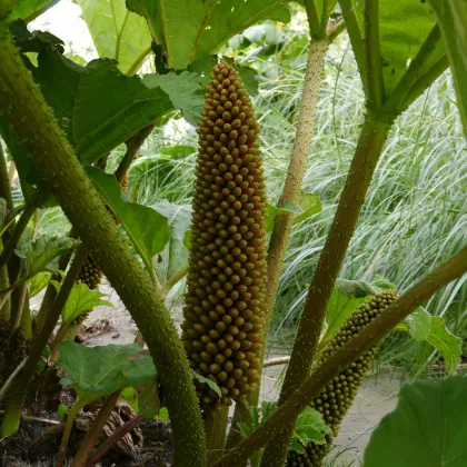 Barota rukávovitá - Gunnera manicata - prodej semen - 6 ks