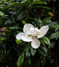 Magnólie velkokvětá - Magnolia grandiflora - prodej semen - 5 ks