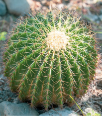 Echinokaktus Grusonův - Zlatá koule - Echinocactus grusonii - prodej semen - 8 ks