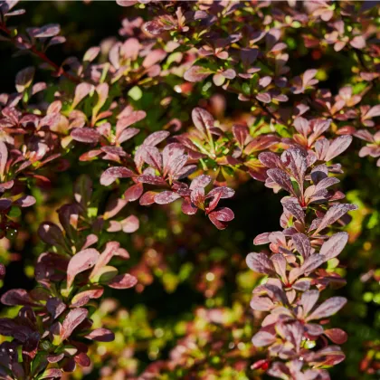 Červený dráč - Berberis thunbergii Atropurpurea - prodej semen - 5 ks