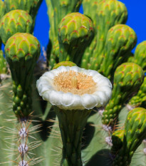 Kaktus svícnovitý - Saguaro - Carnegiea gigantea - prodej semen - 5 ks