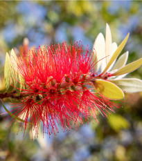 Štětkovec - Callistemon citrinus - prodej semen - 10 ks