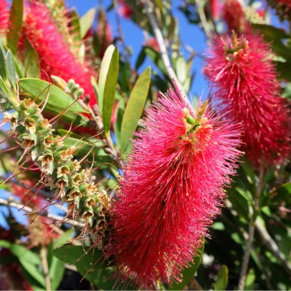 Štětkovec - Callistemon citrinus - prodej semen - 10 ks