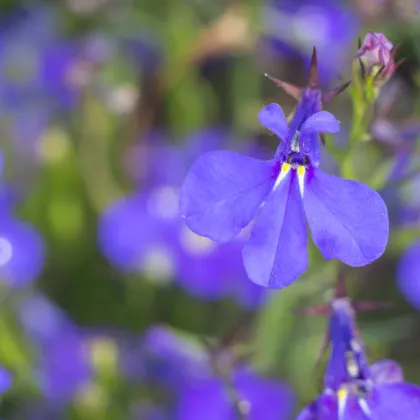 Semínka lobelky - Lobelia inflata - Lobelka nadmutá - prodej semen - 25 ks