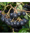 Černý jeřáb - Aronia melanocarpa - prodej semen - 7 ks