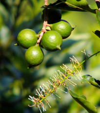 Makadámie - Macademia integrifolia - prodej semen - 2 ks