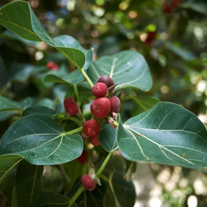 Fíkovník indický - Ficus benghalensis - prodej semen - 5 ks