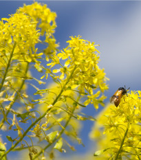 Boryt barvířský - Isatis tinctoria - prodej semen - 8 ks