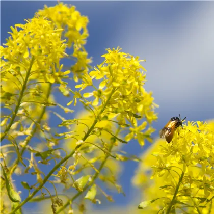 Boryt barvířský - Isatis tinctoria - prodej semen - 8 ks