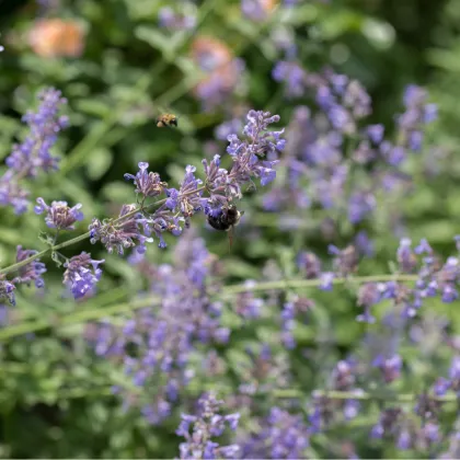 Šanta kočičí - Nepeta cataria - prodej semen - 15 ks