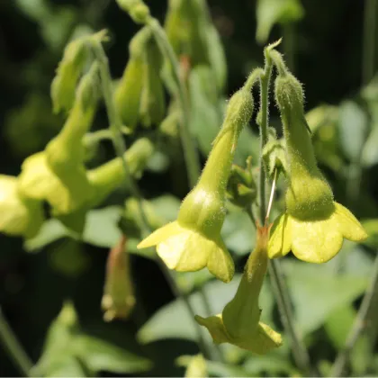 Semínka tabáku - Nicotiana langsdorffii - Tabák Jihoamerický - prodej semen - 25 ks