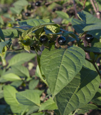 Rulík zlomocný - Atropa belladonna - prodej semen - 10 ks