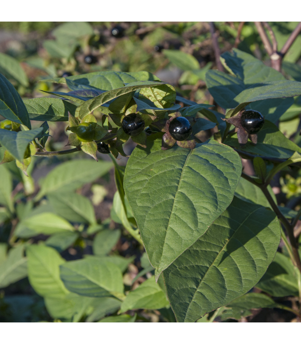 Semínka rulíku - Atropa belladonna - Rulík zlomocný - prodej semen - 10 ks